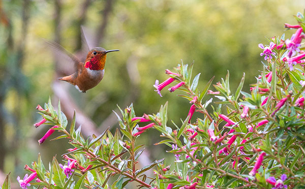 hummingbird flying near flowering bush